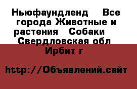 Ньюфаундленд  - Все города Животные и растения » Собаки   . Свердловская обл.,Ирбит г.